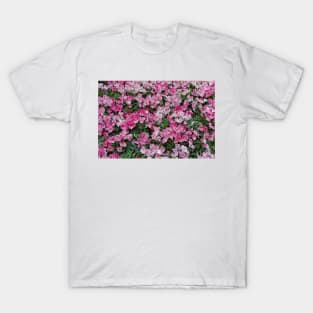 Japanese Spring Study 13 T-Shirt